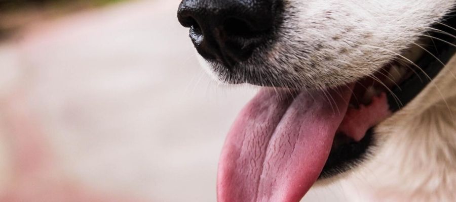 Nine Nonfiction Books About Dogs for Kids – Literacious